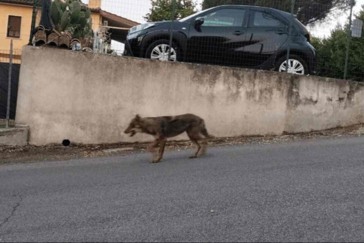 Lupo immortalato a Roma